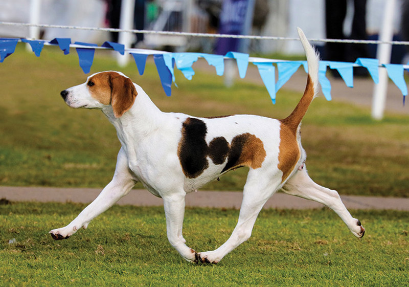 Breed Standard - Harrier