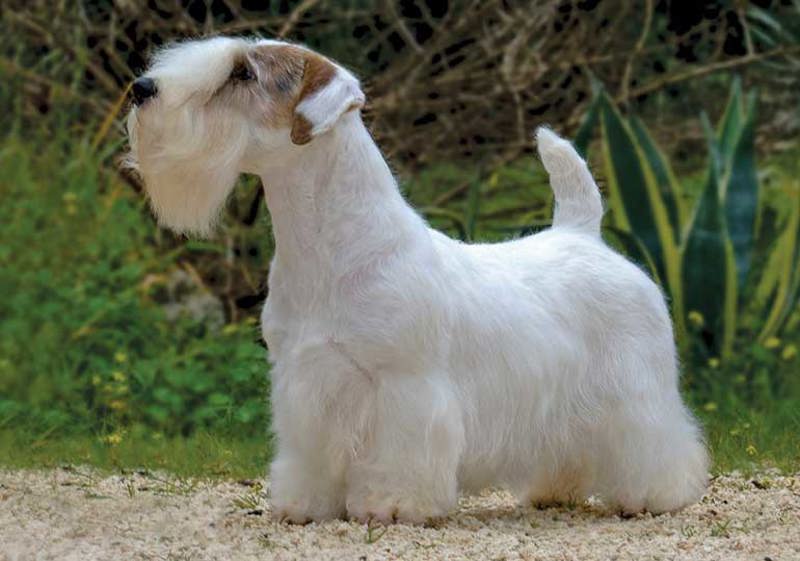 Breed Standard - Sealyham Terrier