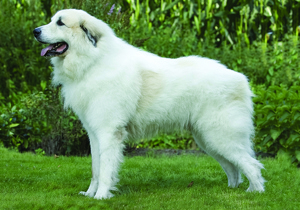 pyrenean_mountain_dog