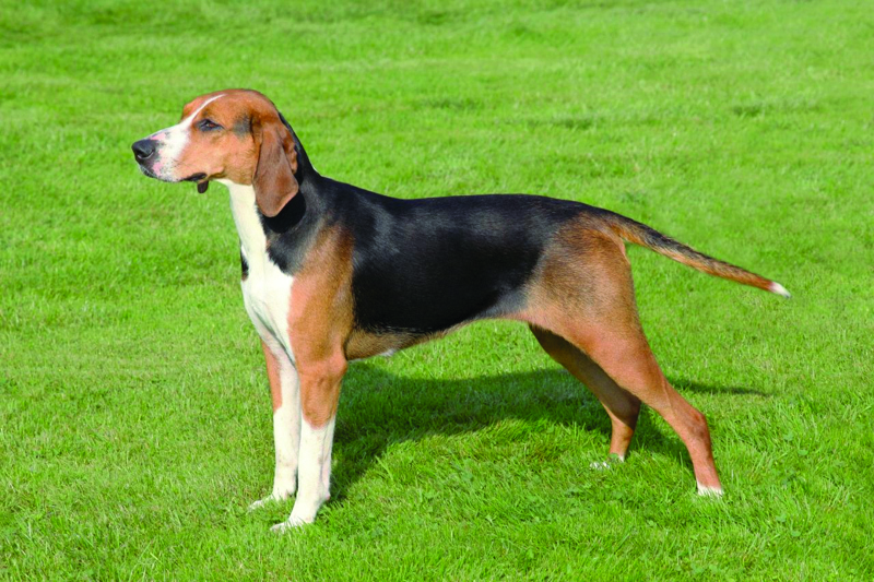 Breed Standard - Hamiltonstovare