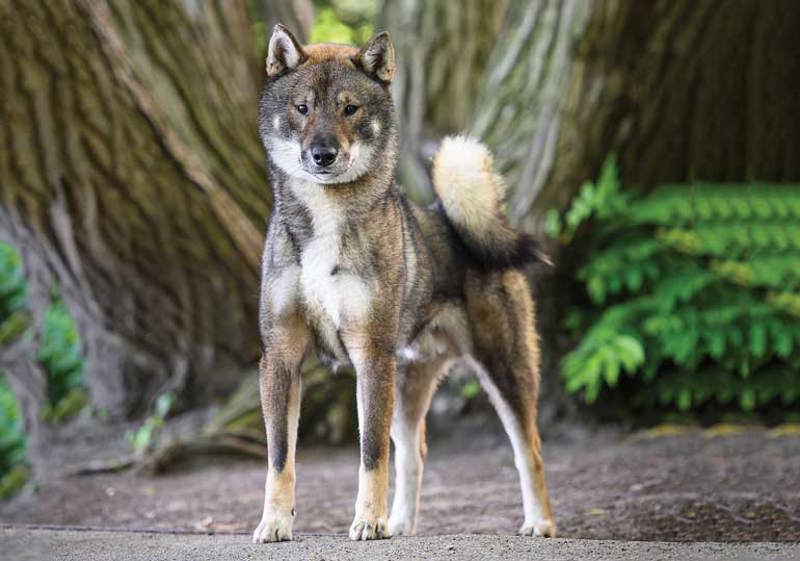 Breed Standard - Shikoku