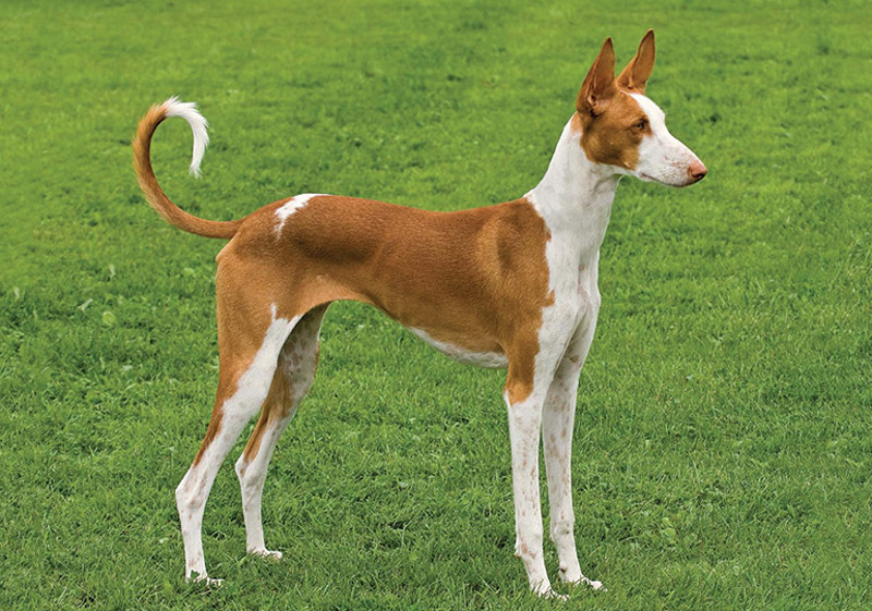 Breed Standard - Ibizan Hound