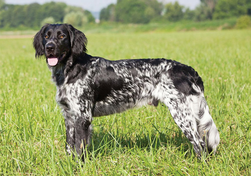Breed Standard - Large Munsterlander