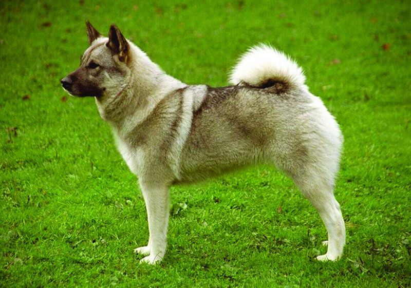 Norwegian Elkhound.jpg