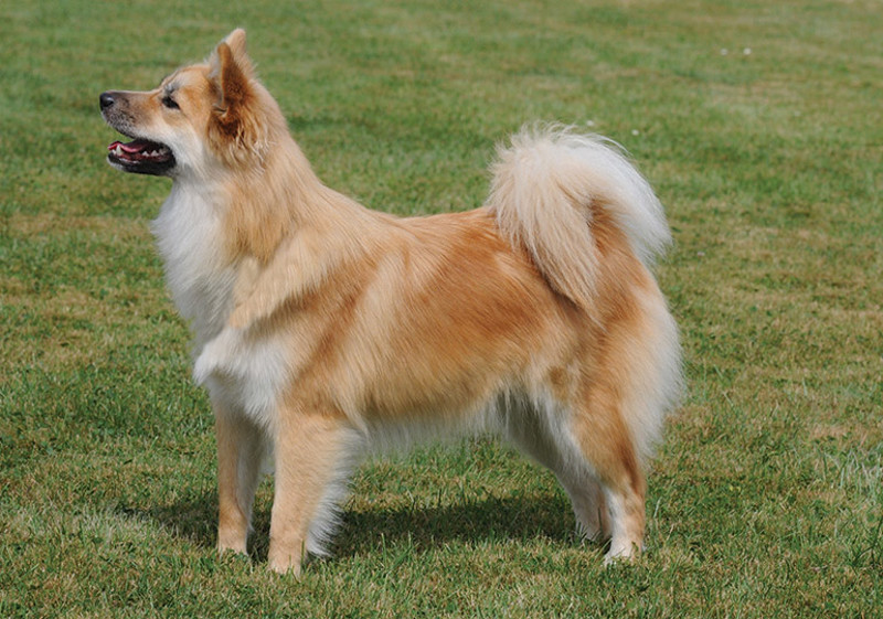 Breed Standard - Icelandic Sheepdog