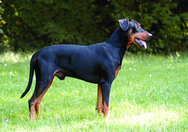 Breed Standard - German Pinscher