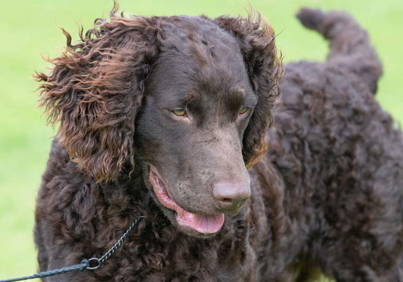Breed Standard - Murray River Retriever