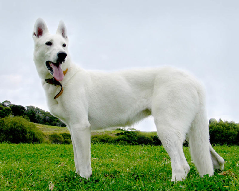 WHITE SWISS SHEPHERD small