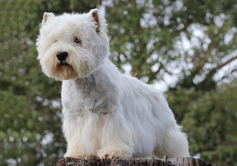 Breed Standard - West Highland White Terrier