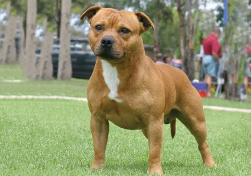 Breed Standard - Staffordshire Bull Terrier