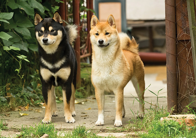 Breed Standard - Shiba Inu