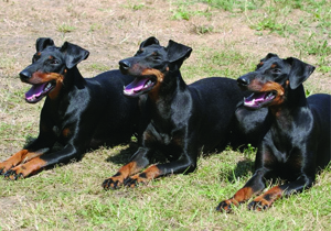 manchester_terrier