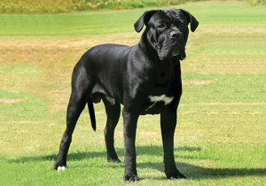 cane_corso