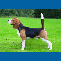 beagle