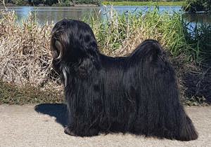 tibetan_terrier