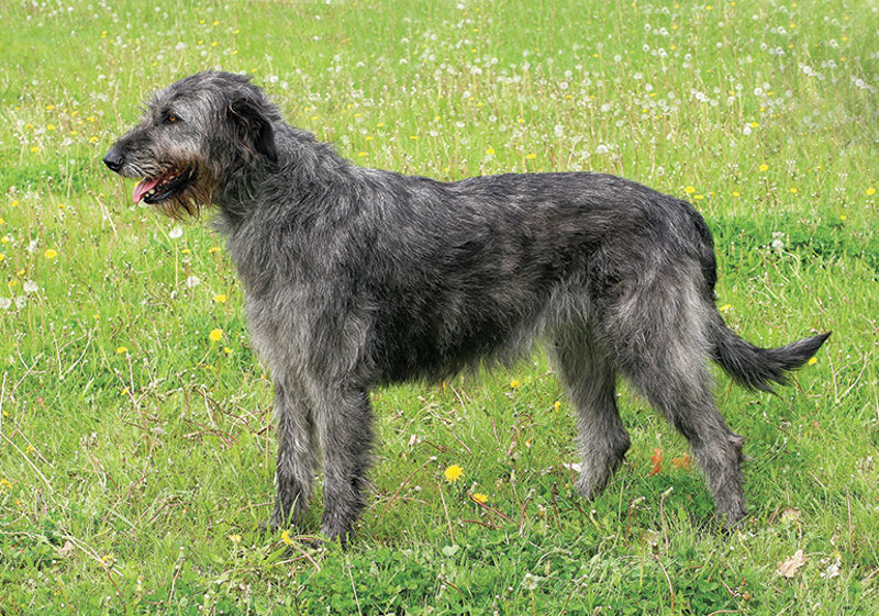Breed Standard - Irish Wolfhound