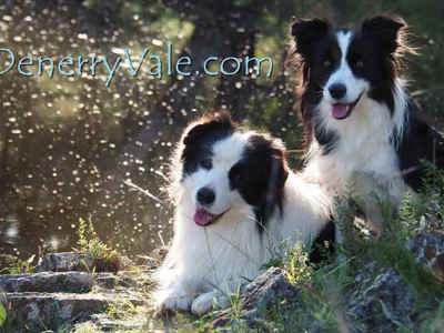 DENERRYVALE
