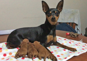 Breeder - Miss Amy Sheridan