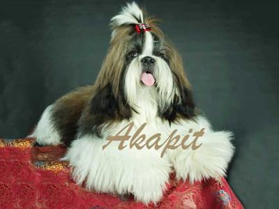 AKAPIT