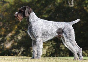 german_wirehaired_pointer