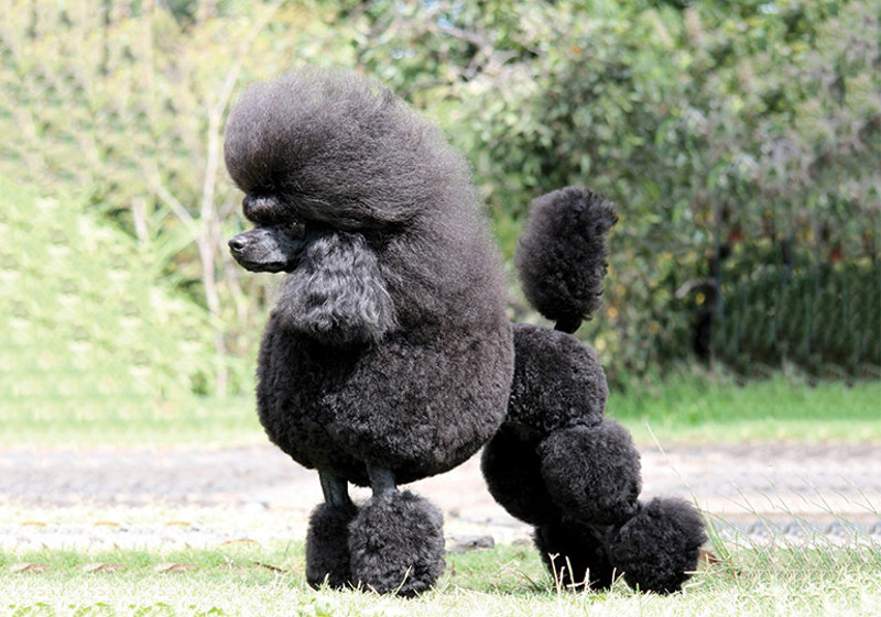 Breed Standard - Poodle (Toy)
