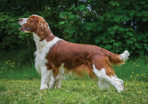 welsh_springer_spaniel