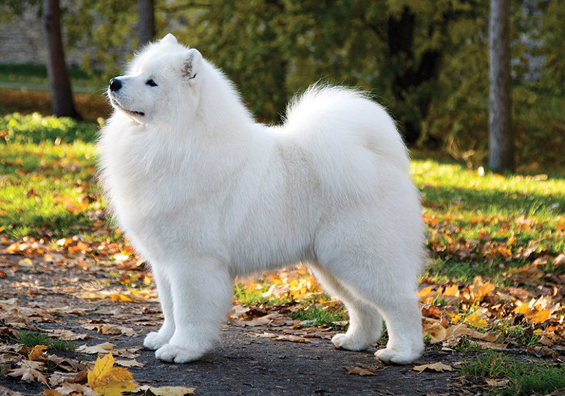 Breed Standard - Samoyed