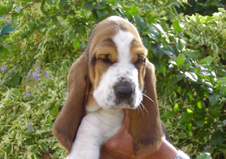 Basset Hound Breeds