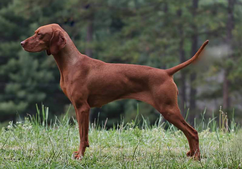 Hungarian vizsla puppies for sale hot sale trading post