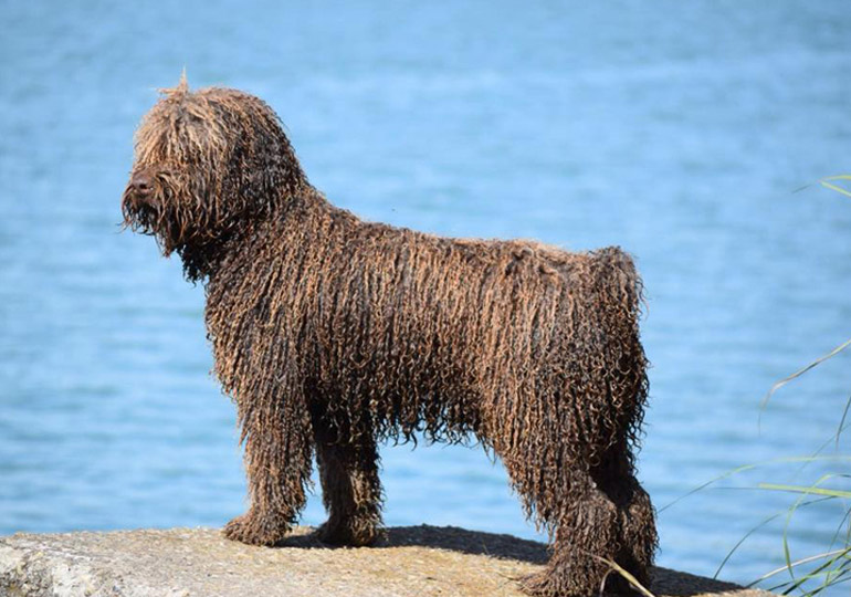 Dog clearance of water