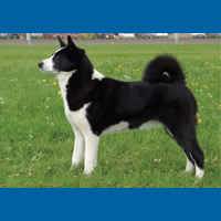 karelian_bear_dog