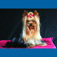 Yorkshire Terrier tile.jpg