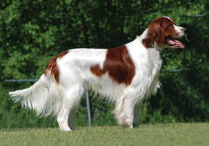 irish_red_and_white_setter