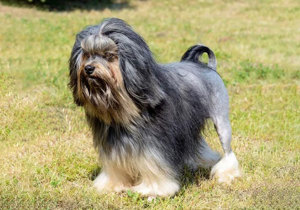 Breeder - Ms Margaret Campbell