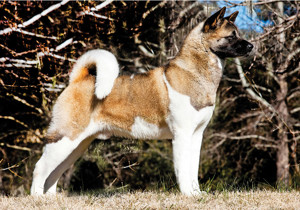 akita