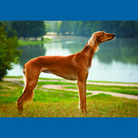 saluki
