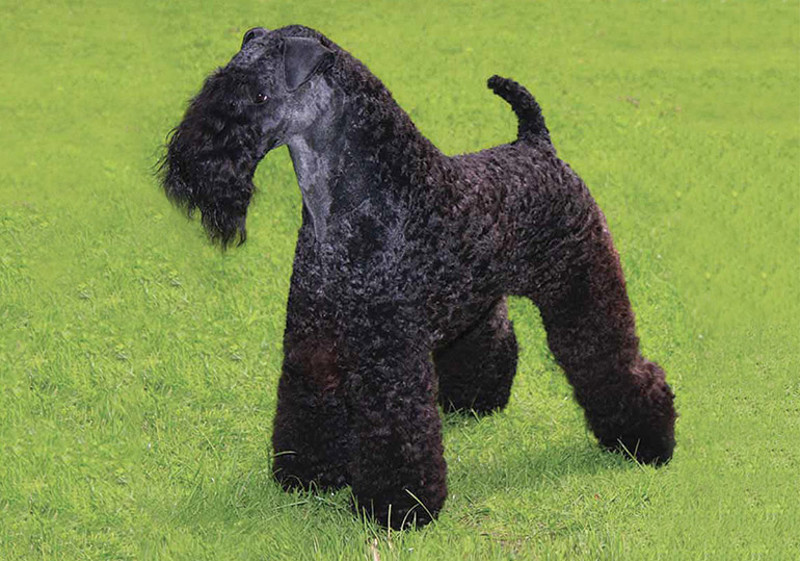 Breed Standard - Kerry Blue Terrier