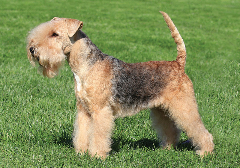 Breed Standard - Lakeland Terrier
