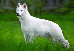 white_swiss_shepherd_dog