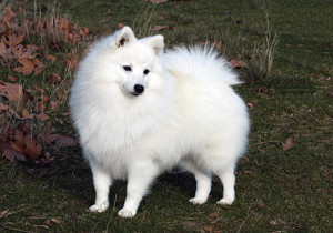 japanese_spitz