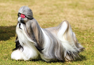 shih_tzu