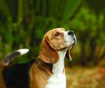 shutterstock_324393437