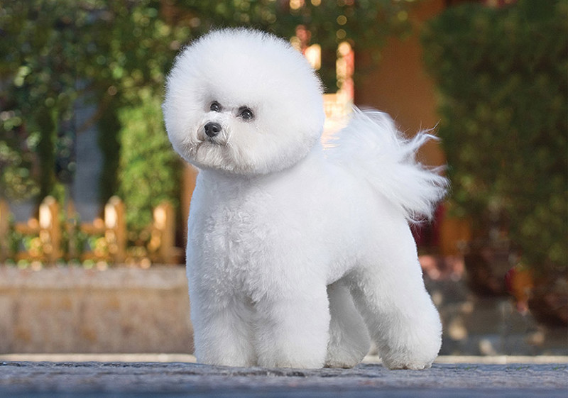 Breed Standard - Bichon Frise