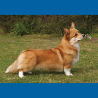 welsh_corgi__pembroke_
