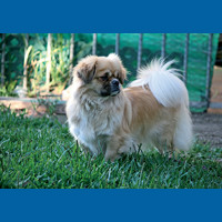 tibetan_spaniel