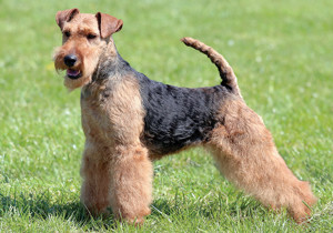 welsh_terrier