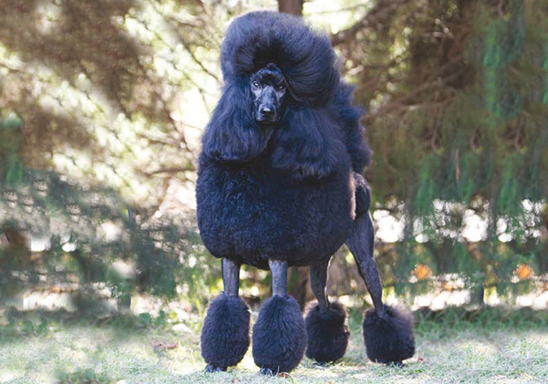 Breed Standard - Poodle (Standard)